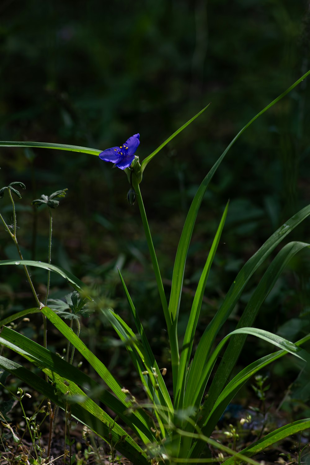 una flor azul crece en la hierba