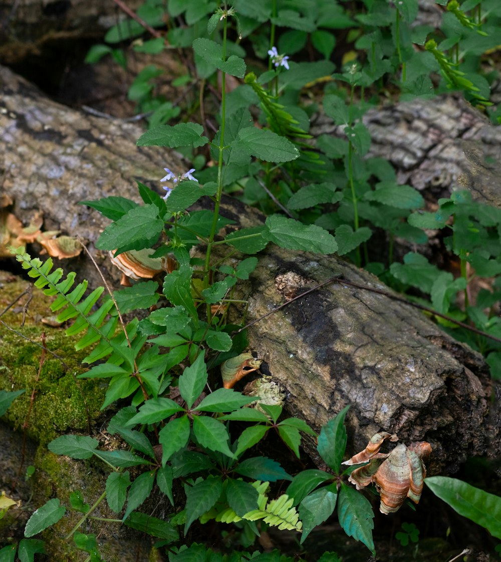 a plant growing out of a log in the woods