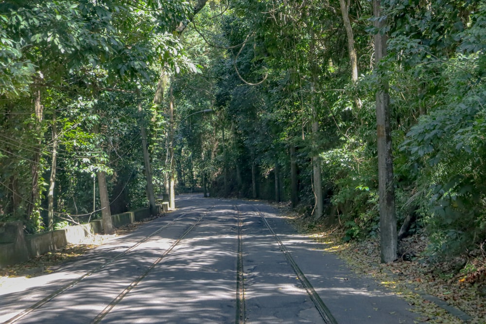 an empty road surrounded by trees in the middle of a forest