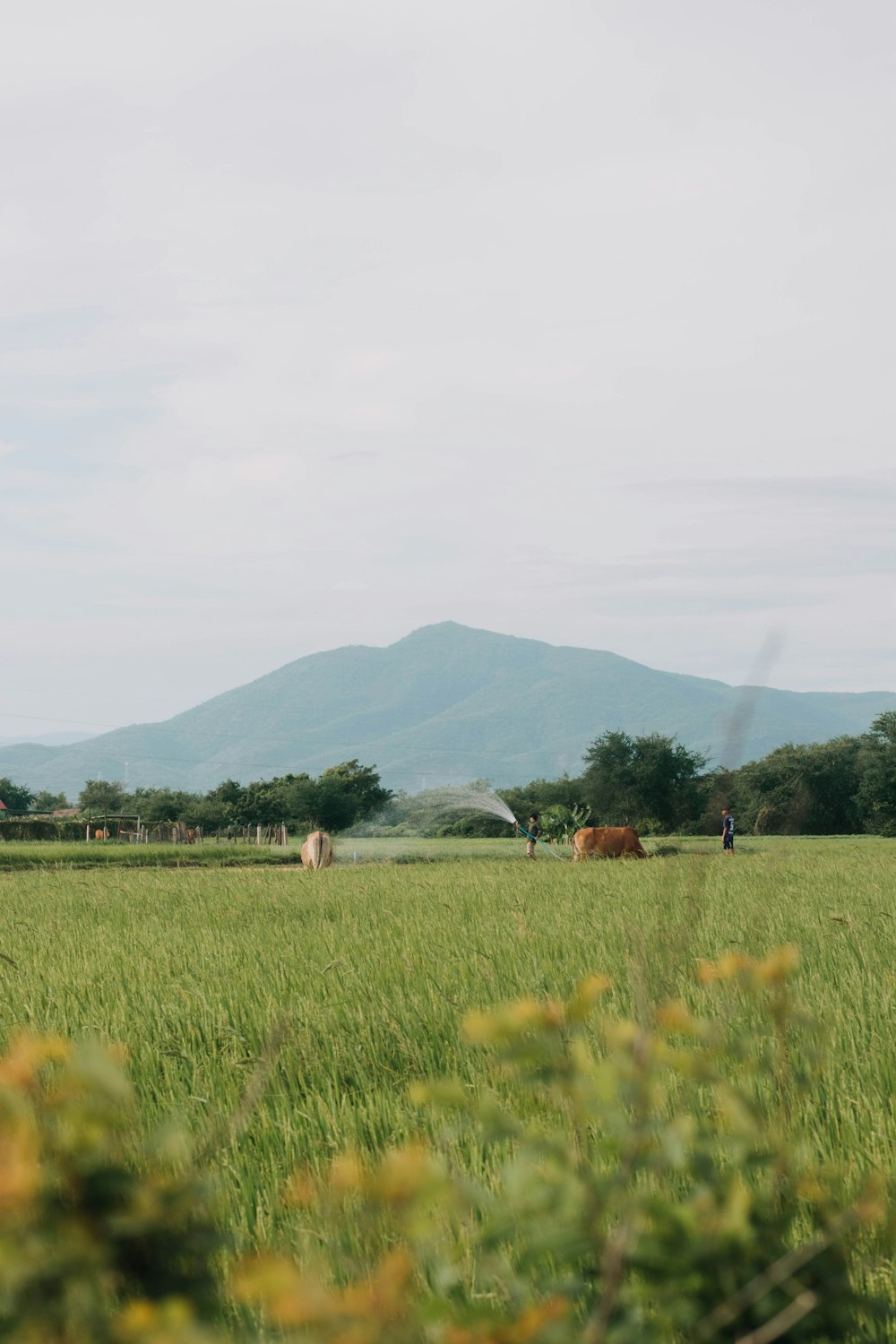 a herd of cattle grazing on a lush green field