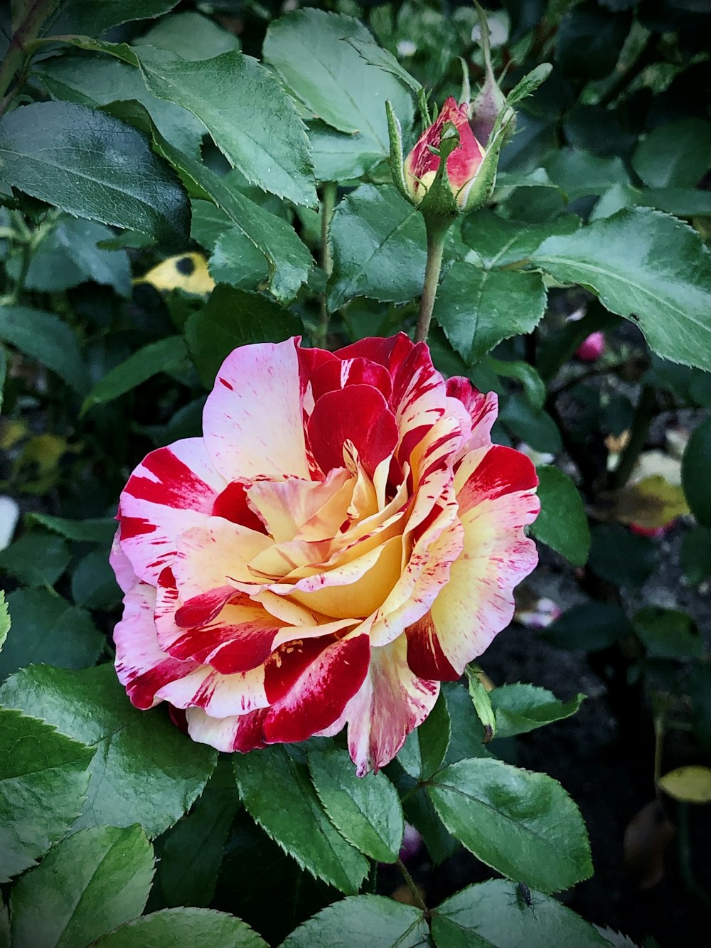 a red and yellow flower with green leaves