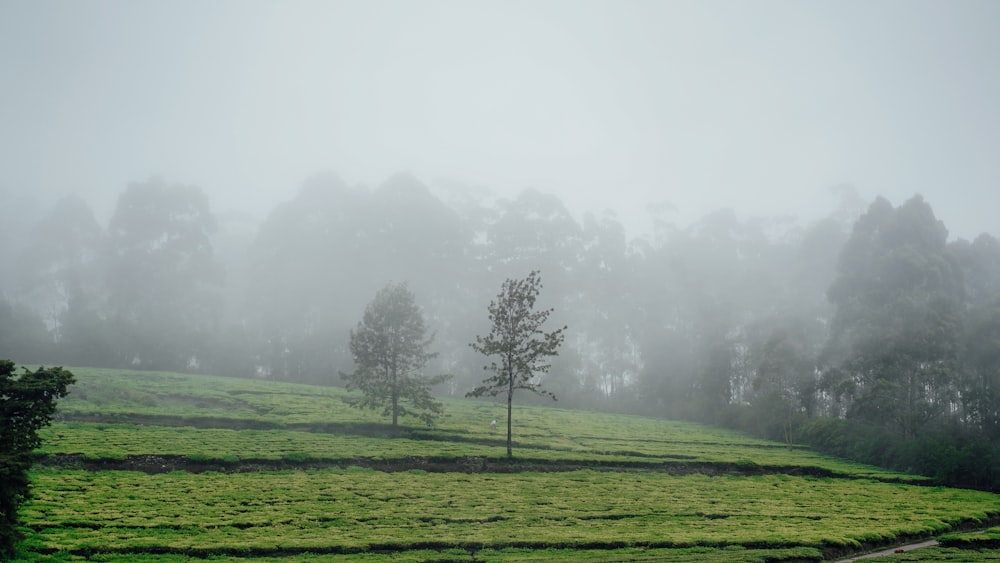 Un champ brumeux avec un arbre solitaire au premier plan