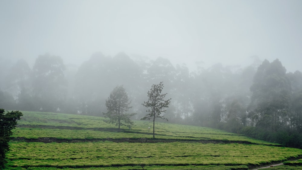 a foggy field with a lone tree in the foreground