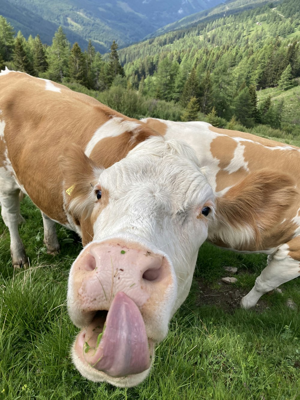 a brown and white cow sticking its tongue out