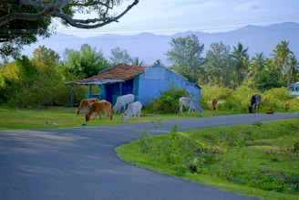 A rural scene featuring several cows grazing peacefully on a green field. A small, rustic blue house with a tiled roof is situated nearby, surrounded by lush vegetation. In the background, a row of trees and distant mountains are visible under a clear blue sky.