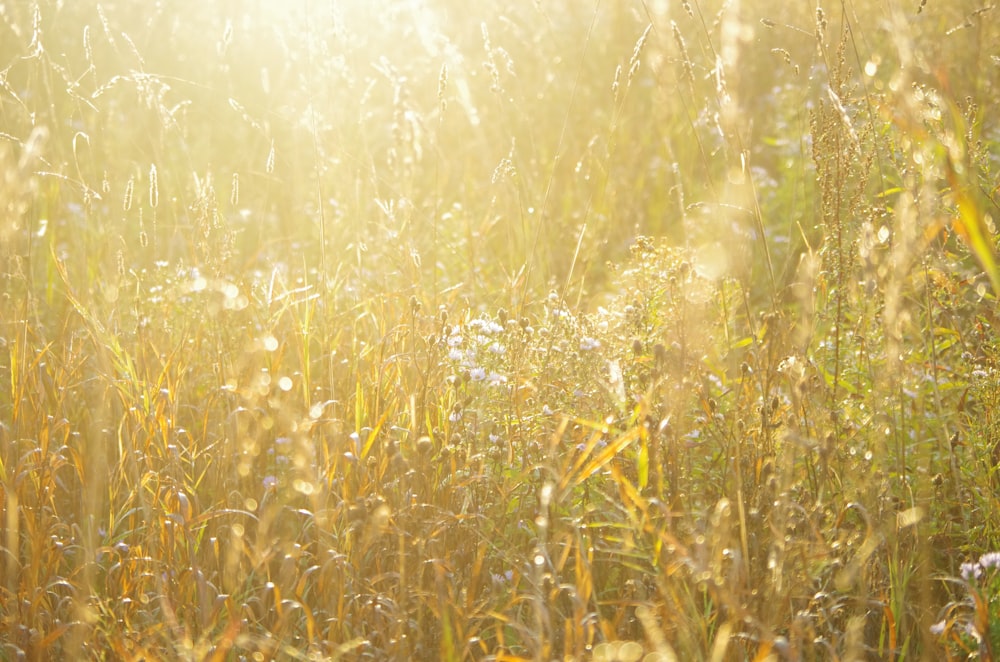 a field of tall grass with the sun shining in the background