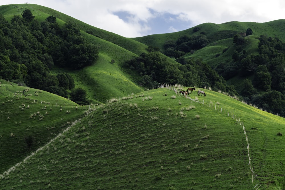 무성한 푸른 잔디로 덮인 무성한 녹색 언덕