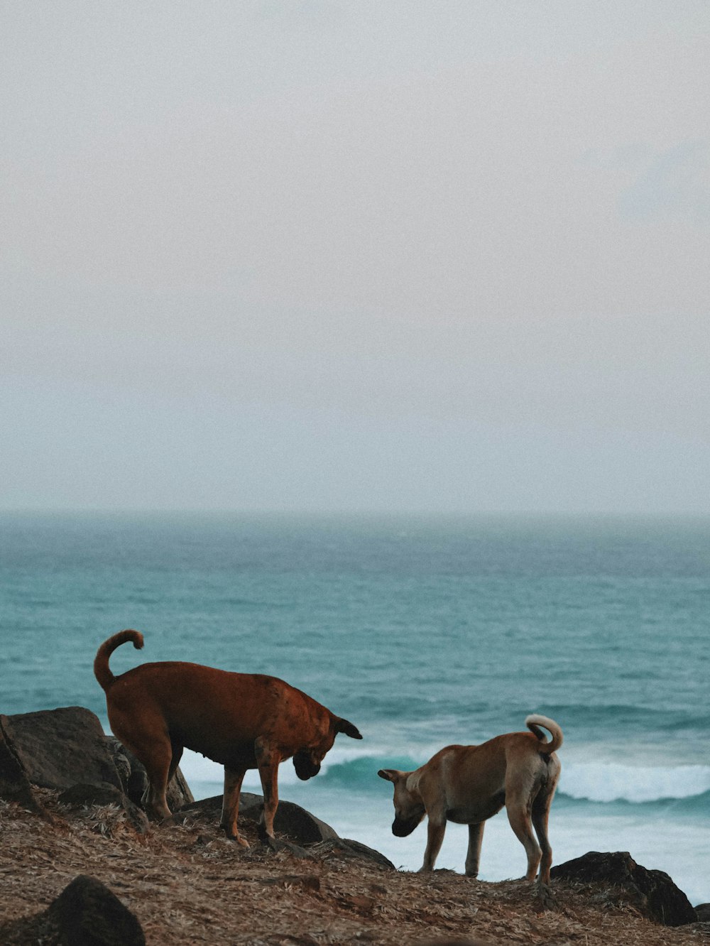 a couple of animals standing on top of a beach