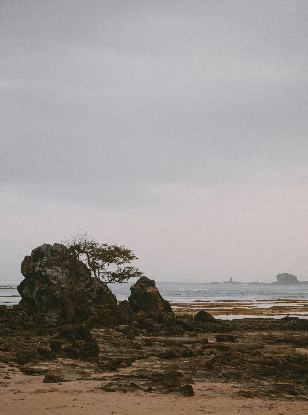 a lone tree sitting on top of a rocky beach