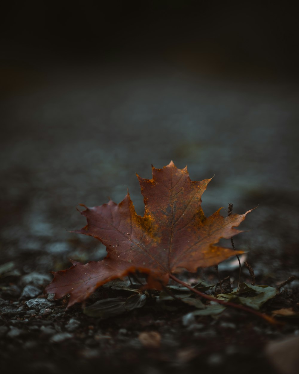 a single leaf laying on the ground