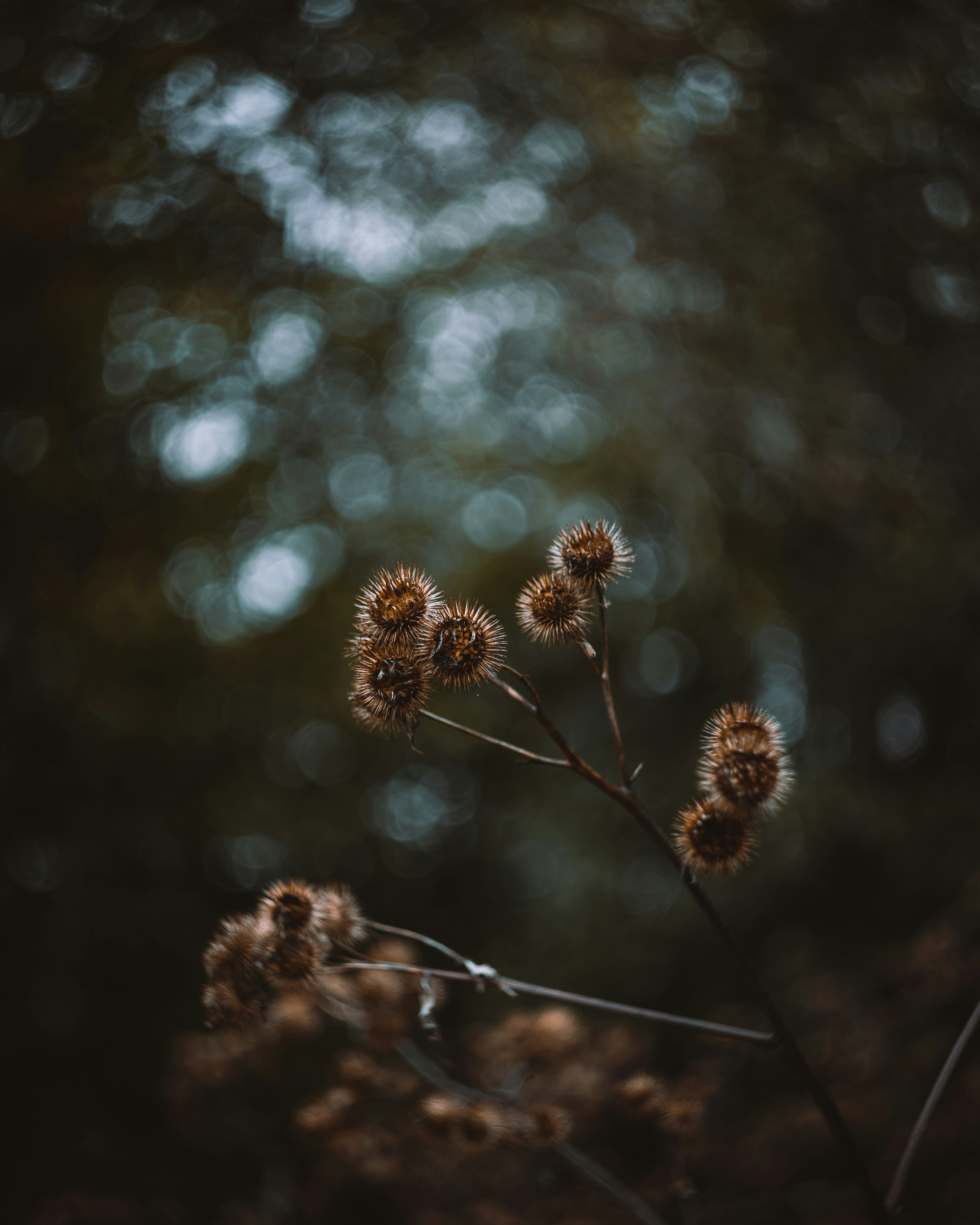 Photo by parasfrendi