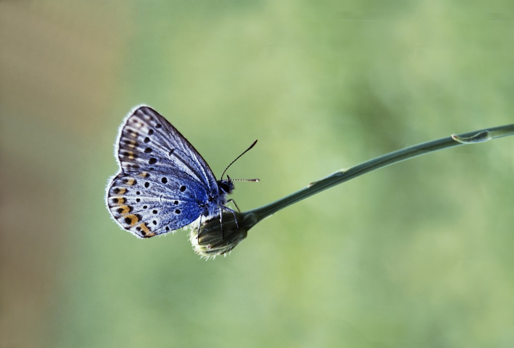 a blue butterfly sitting on top of a blade of grass