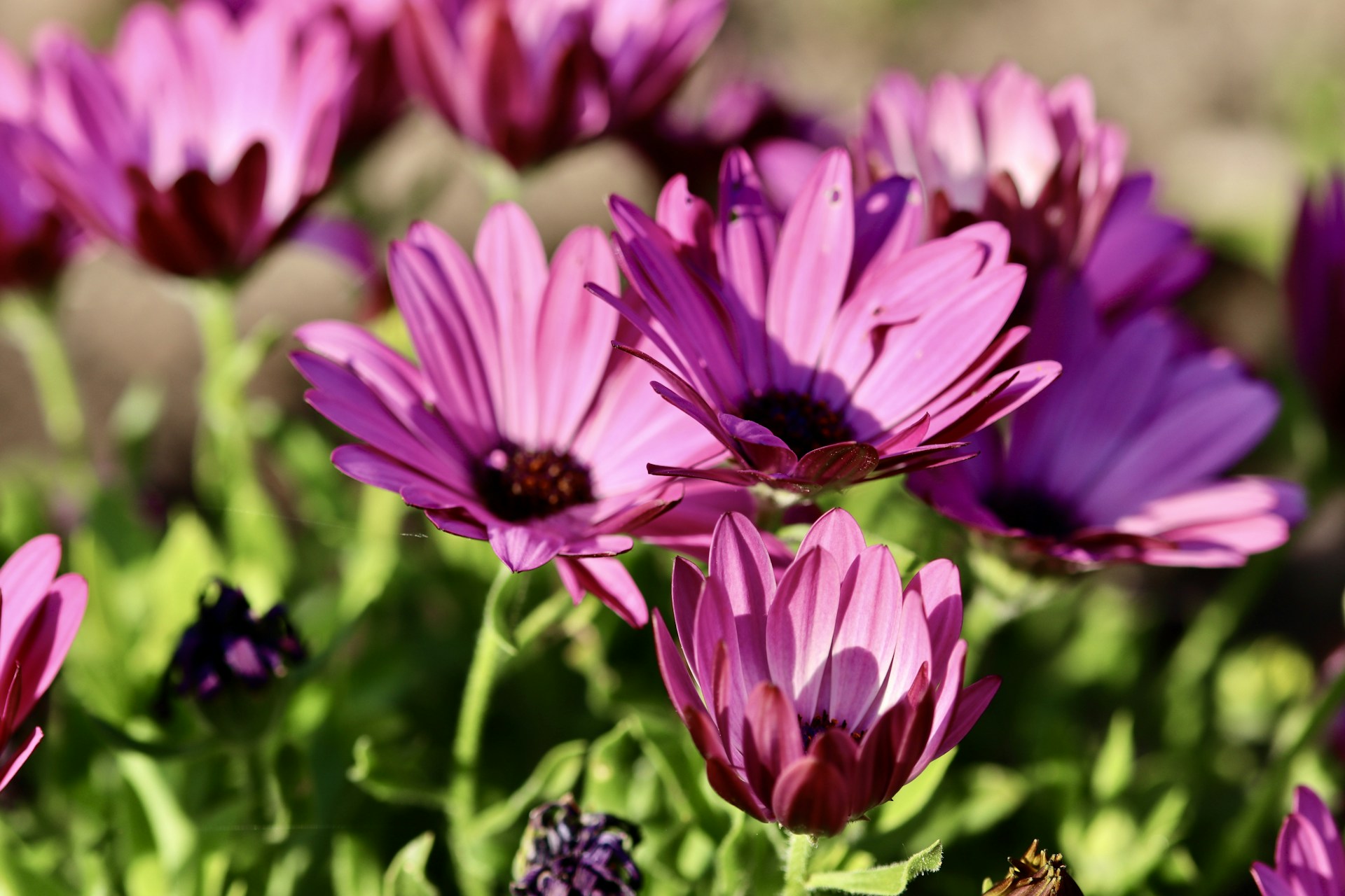 Close-up of vibrant flowers basking in warm sunlight.
