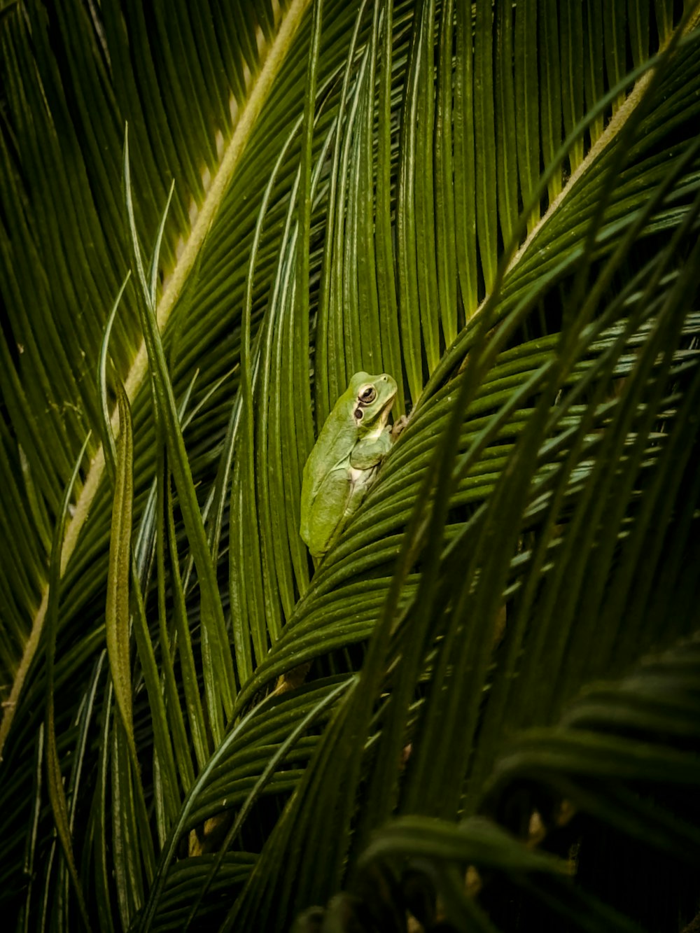 a green frog sitting on top of a palm tree