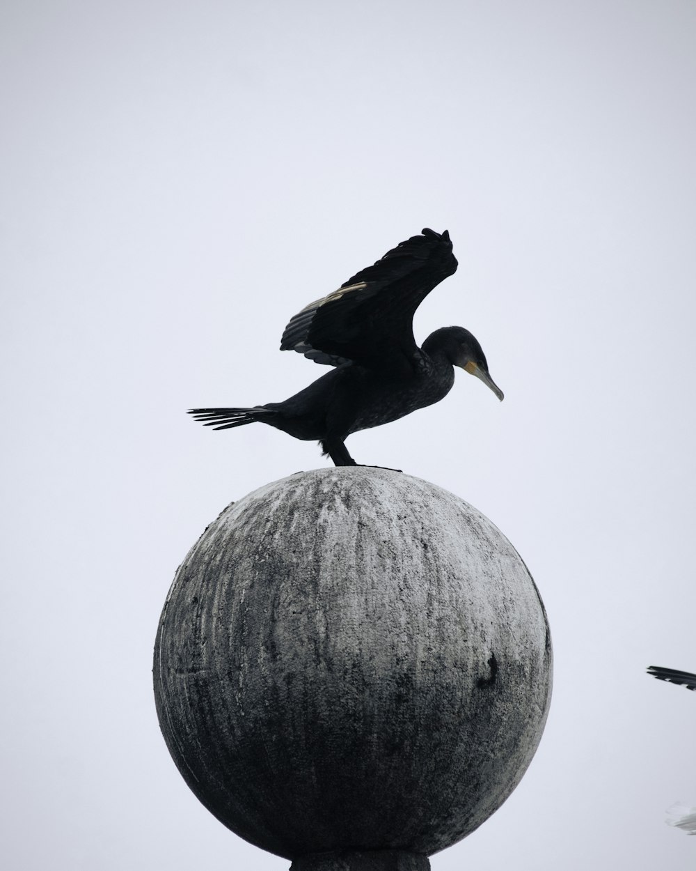 a bird is sitting on top of a ball