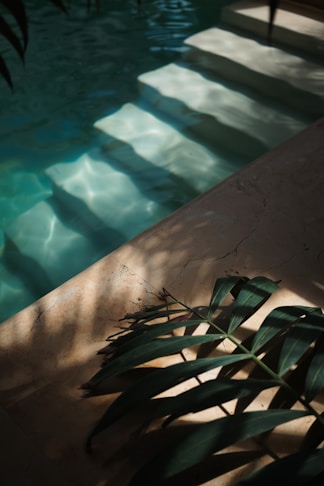 Sombra de palmeira sobre piscina — clima trlm leaf on the floor of a swimming pool