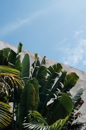 Lush green banana leaves are set against a backdrop of a white wall under a clear blue sky. The leaves are vibrant and robust, with some hints of yellow and brown edges, indicating their natural growth process.