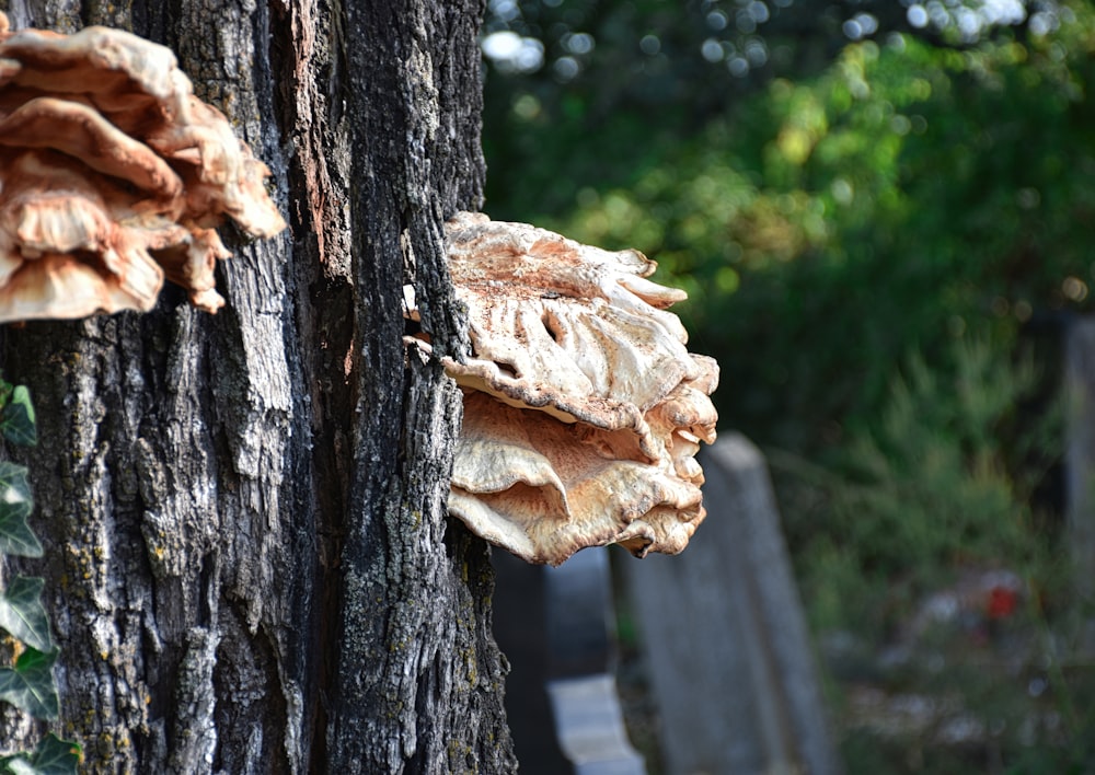 a close up of a tree with a bunch of mushrooms on it