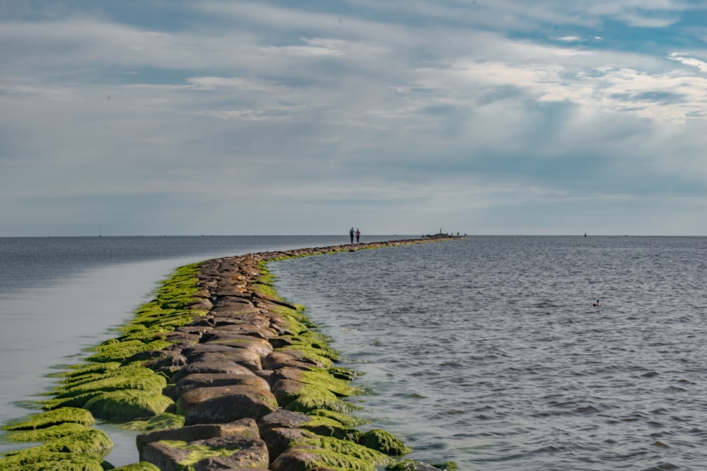 a long line of moss growing along the edge of a body of water