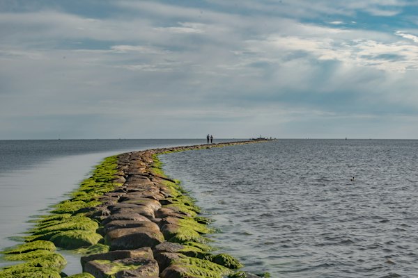 A long line of moss growing along the edge of a body of water — Pärnu, Estonia