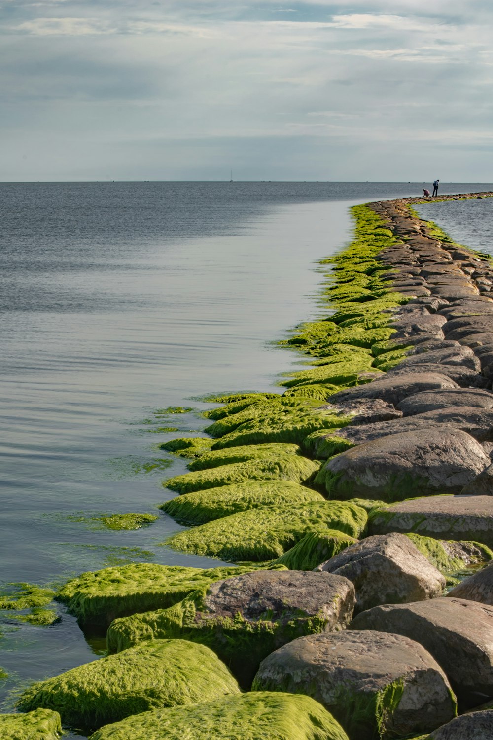 a long line of rocks with green moss growing on them