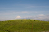 A serene tea garden where Solo green tea is grown.