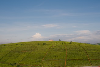 A serene landscape featuring a vast, lush green tea plantation covering a gently rolling hill. A small, lone building with a red roof sits atop the hill, surrounded by well-organized rows of tea plants. The sky above is expansive and clear, with patches of white clouds.