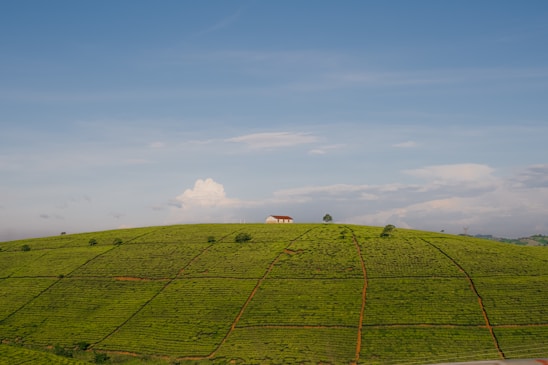 A serene landscape featuring a vast, lush green tea plantation covering a gently rolling hill. A small, lone building with a red roof sits atop the hill, surrounded by well-organized rows of tea plants. The sky above is expansive and clear, with patches of white clouds.