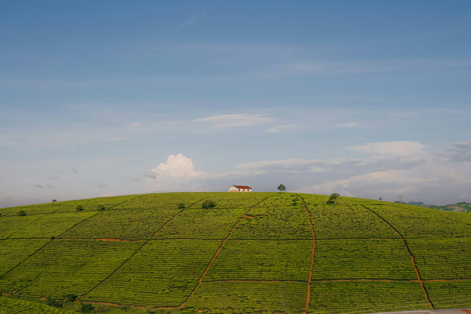 Rolling green farmland in the Kenyan highlands