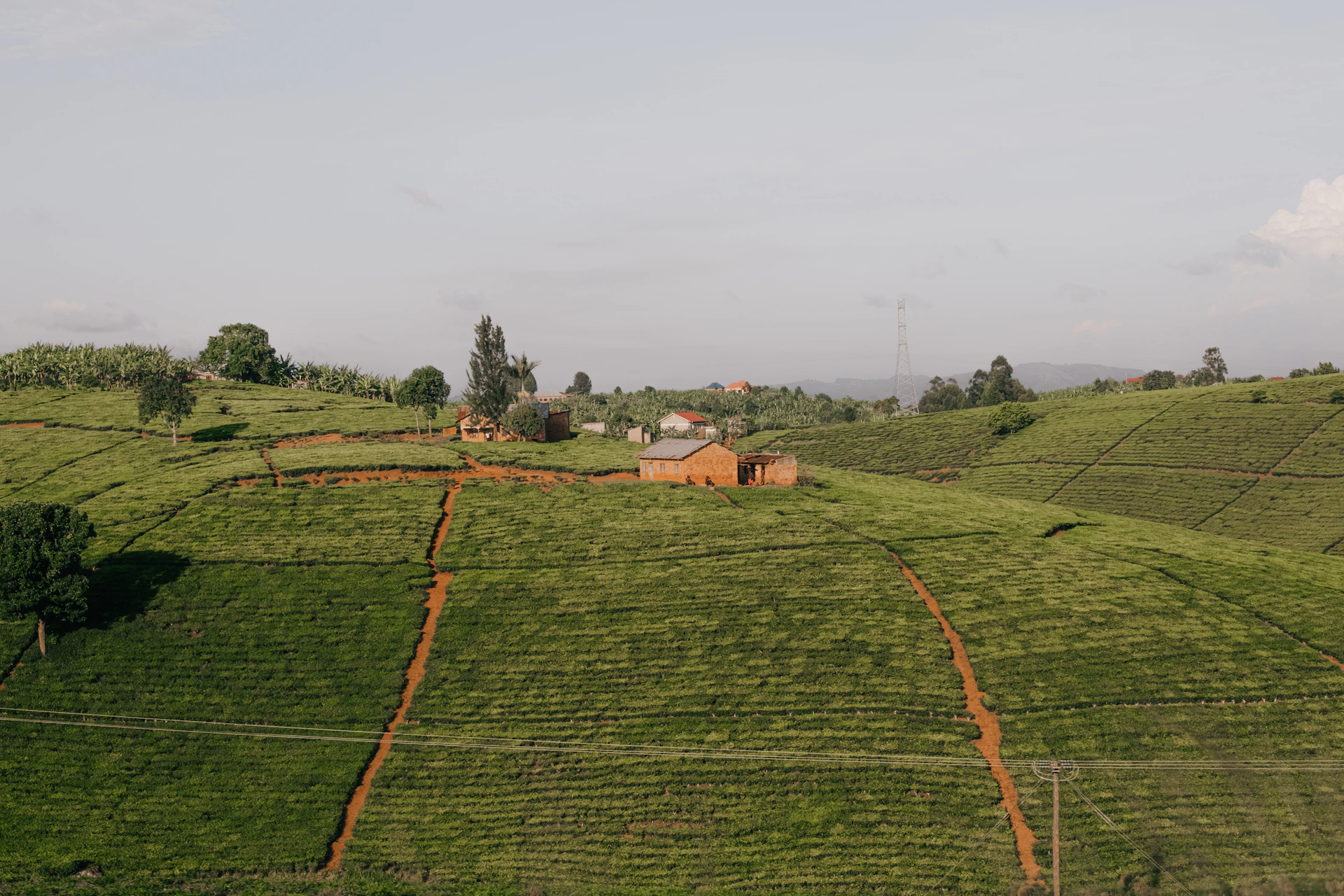a lush green hillside covered in lots of grass