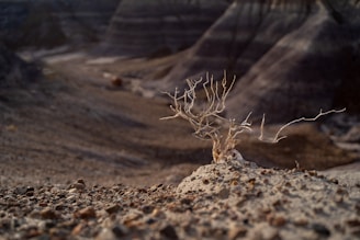 a small plant sprouts out of the sand