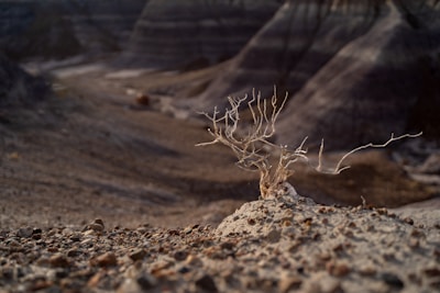 a small plant sprouts out of the sand