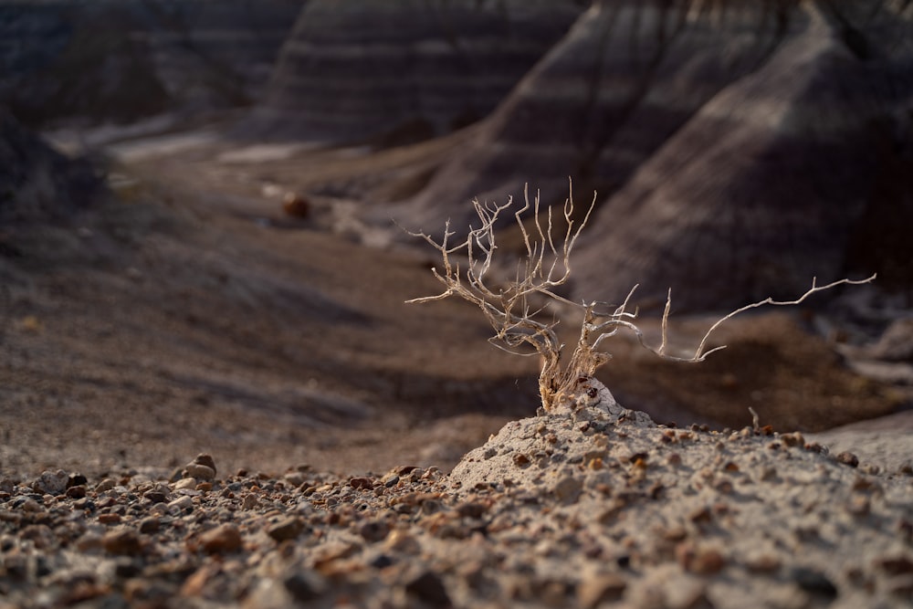 a small plant sprouts out of the sand