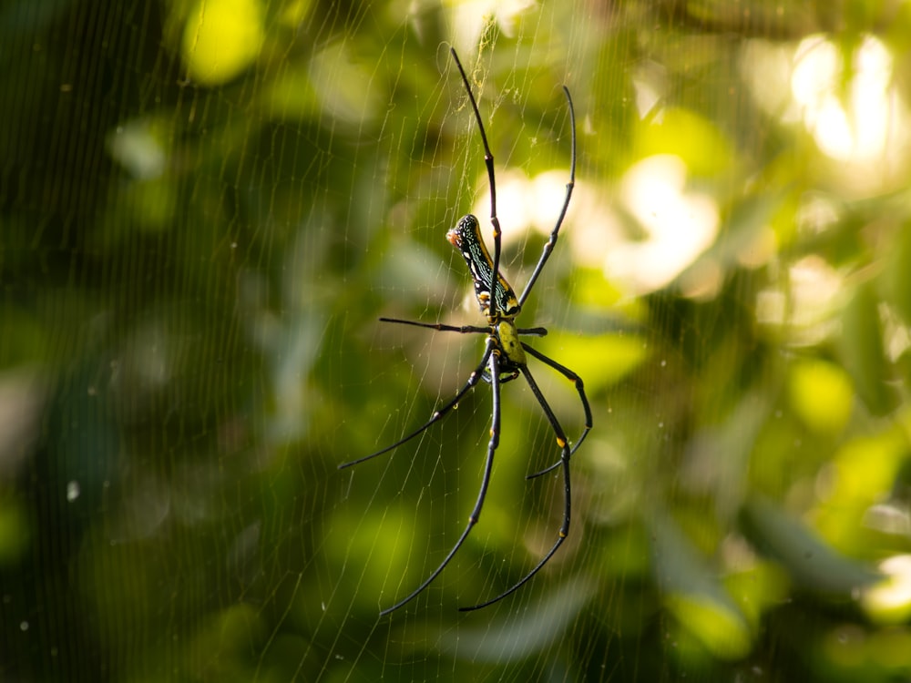 a large spider sitting on its web in the middle of a forest