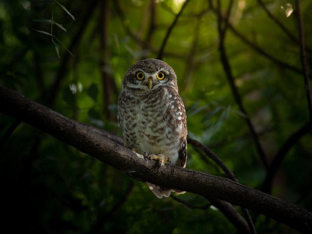 a small owl perched on a tree branch