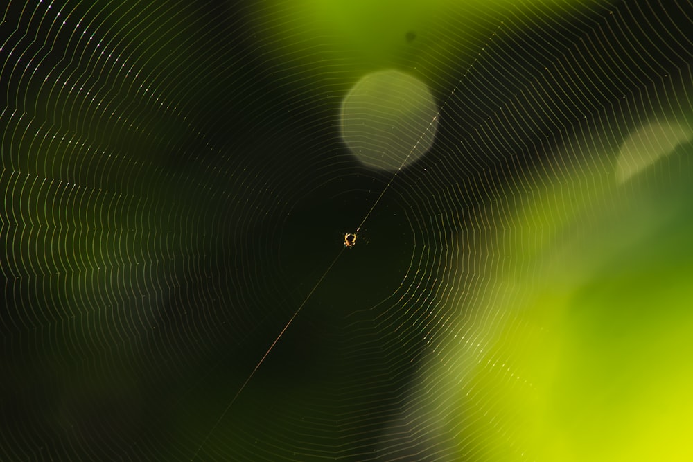 a close up of a spider web with a blurry background