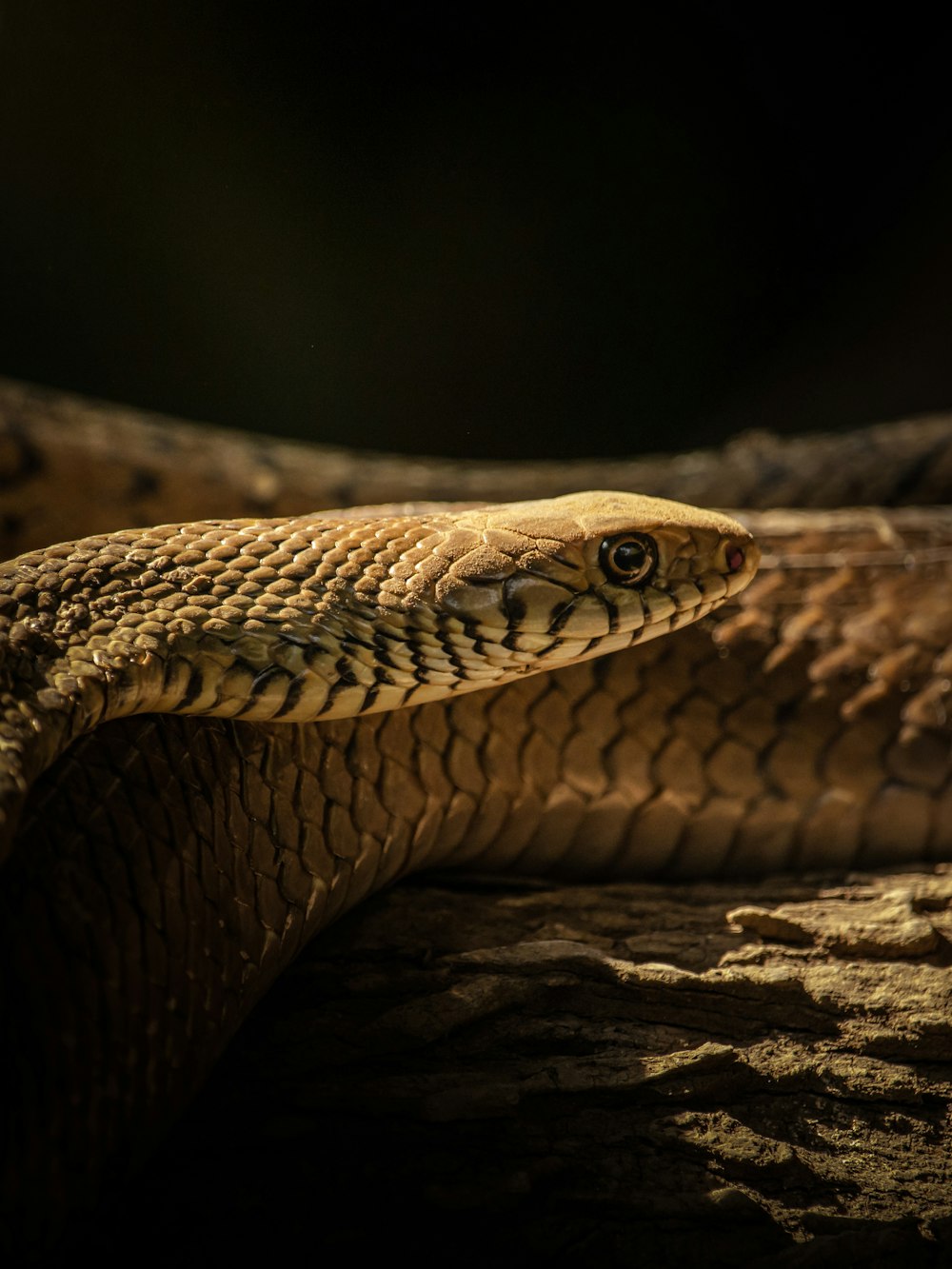 a close up of a snake on a rock