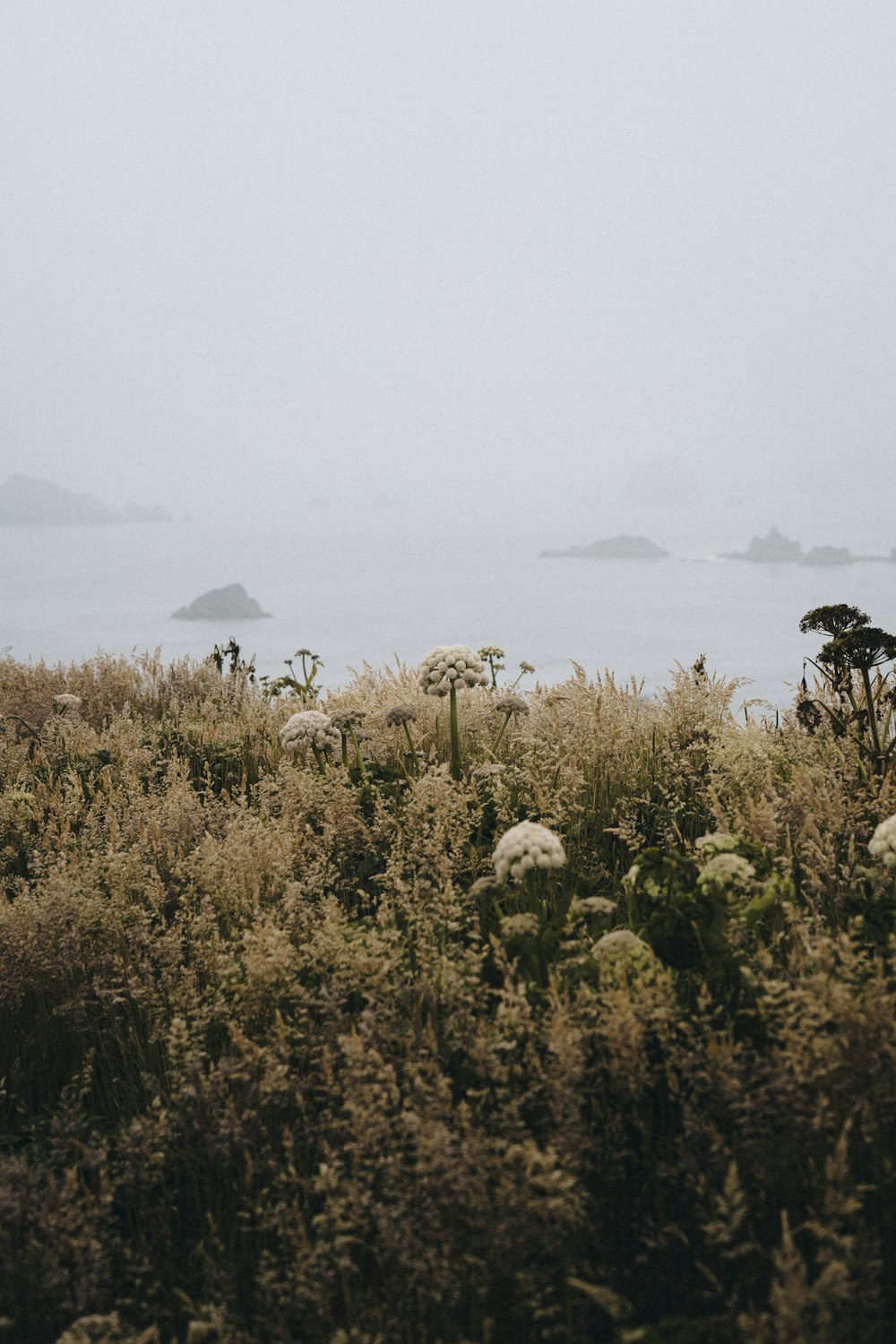 a view of a field with flowers in the foreground and a body of water