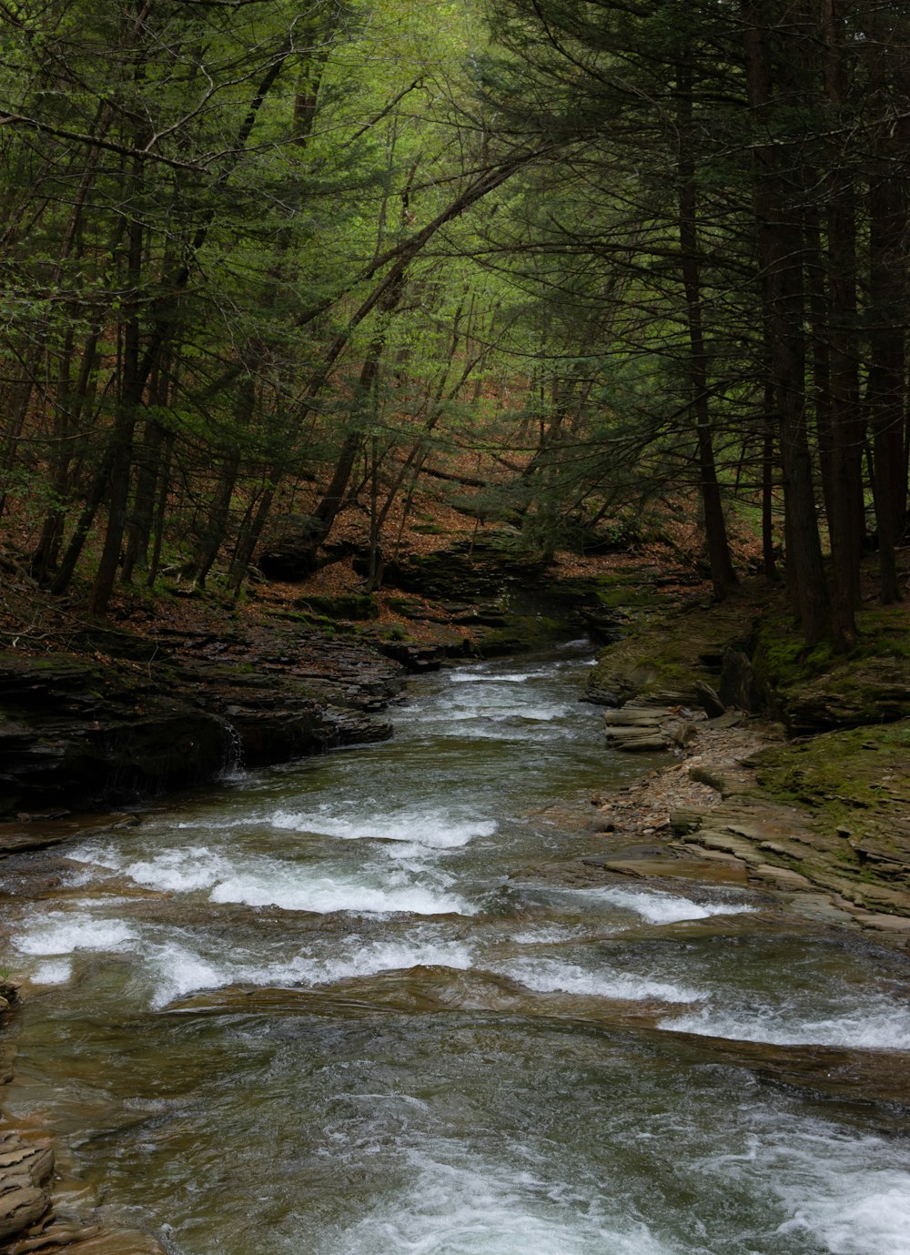 a river running through a forest filled with lots of trees