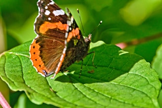 a close up of a butterfly on a leaf