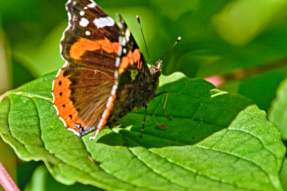 a close up of a butterfly on a leaf