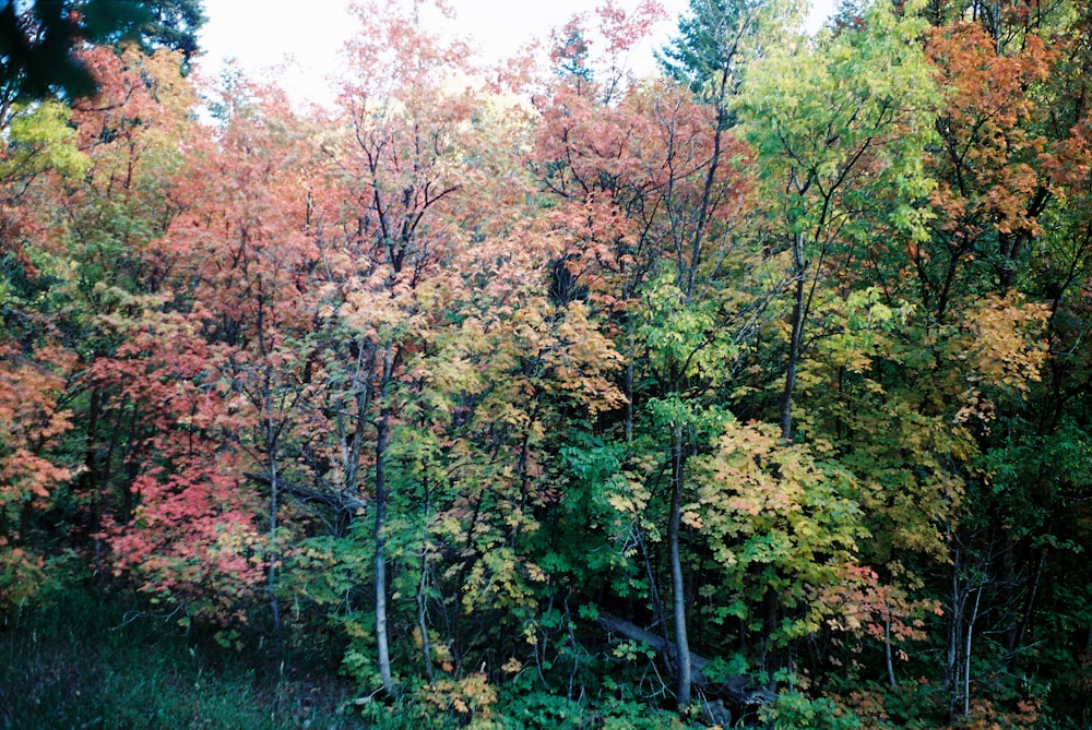 a forest filled with lots of colorful trees