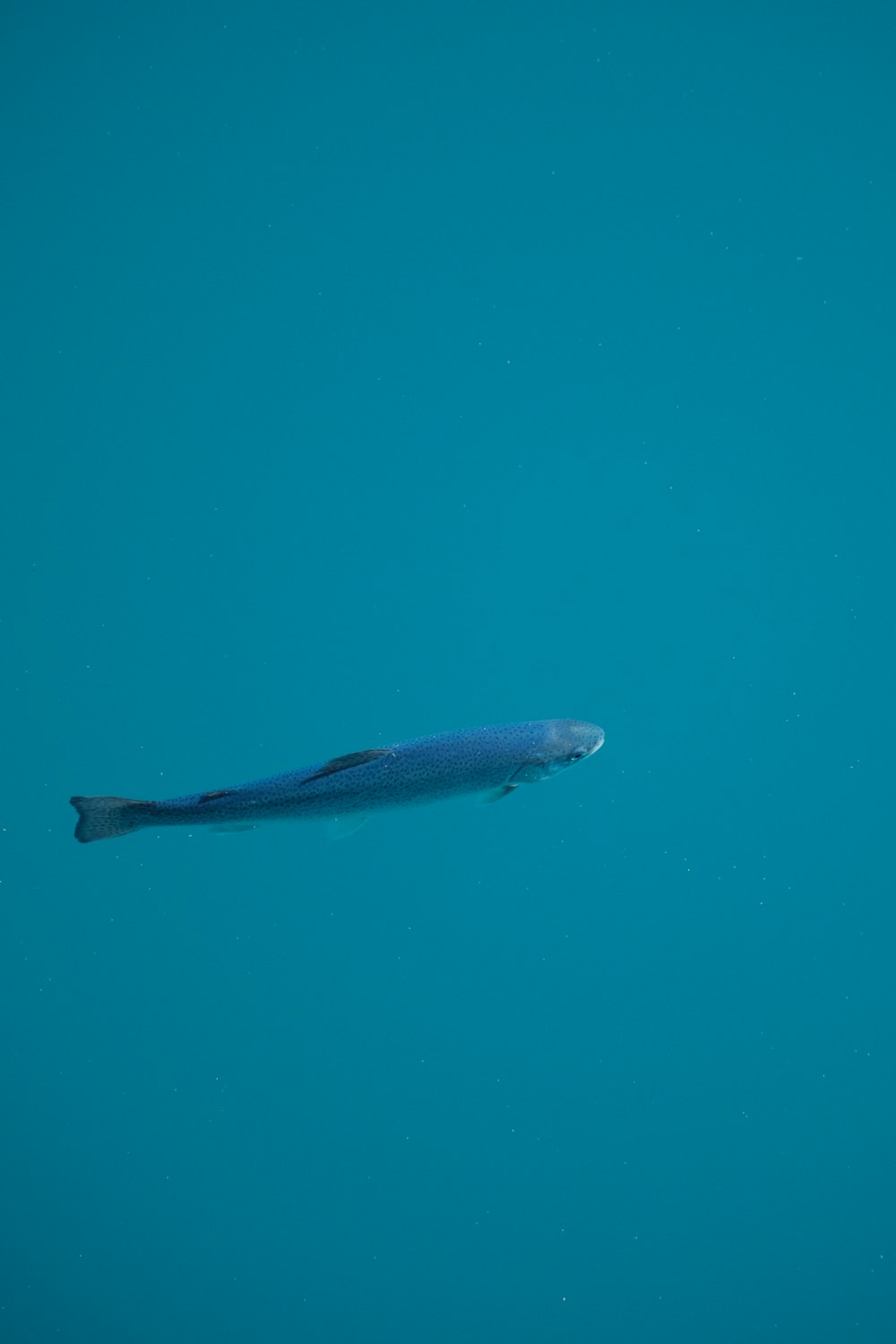 a large fish floating in the blue water