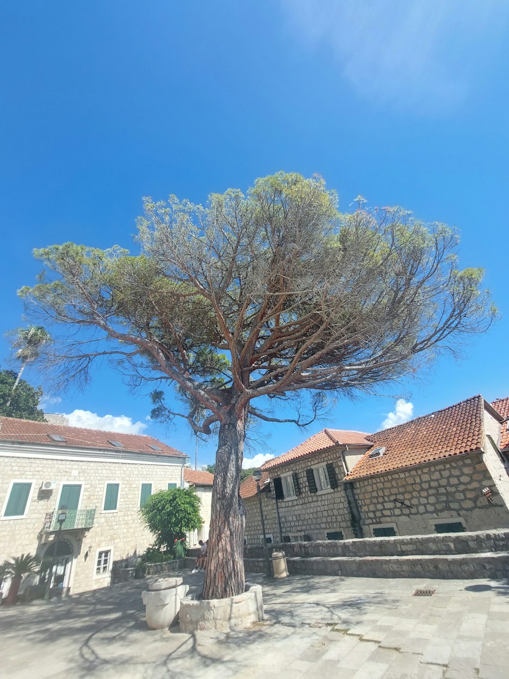 ein großer Baum, der in der Mitte eines Innenhofs sitzt