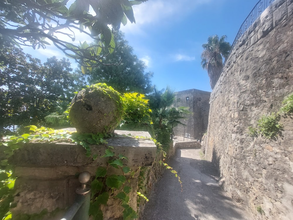 eine Steinmauer, auf der eine Pflanze wächst