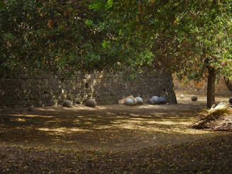 A quiet outdoor setting where tarot cards are spread on a tree stump surrounded by moss and wildflowers.