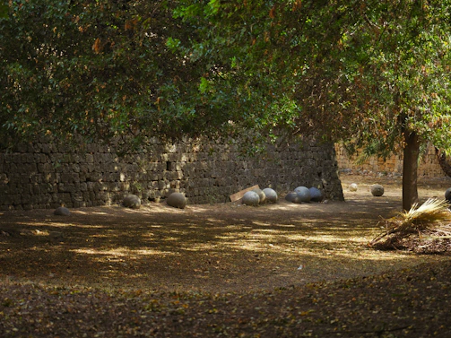 A quiet outdoor setting where tarot cards are spread on a tree stump surrounded by moss and wildflowers.