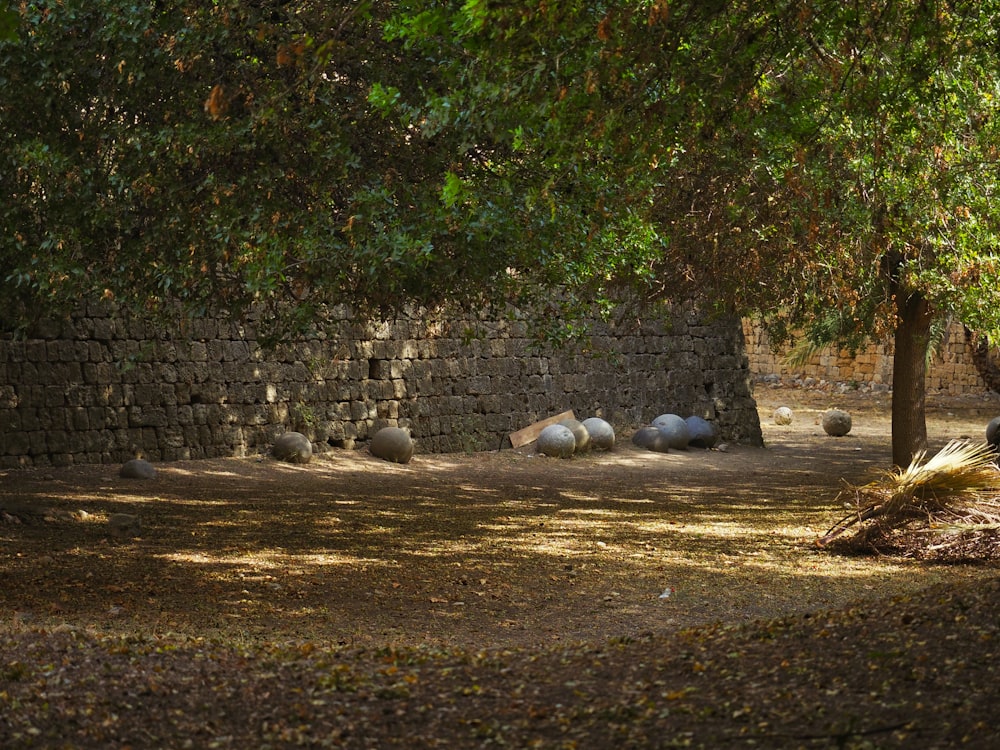 a group of sheep laying on the ground under a tree