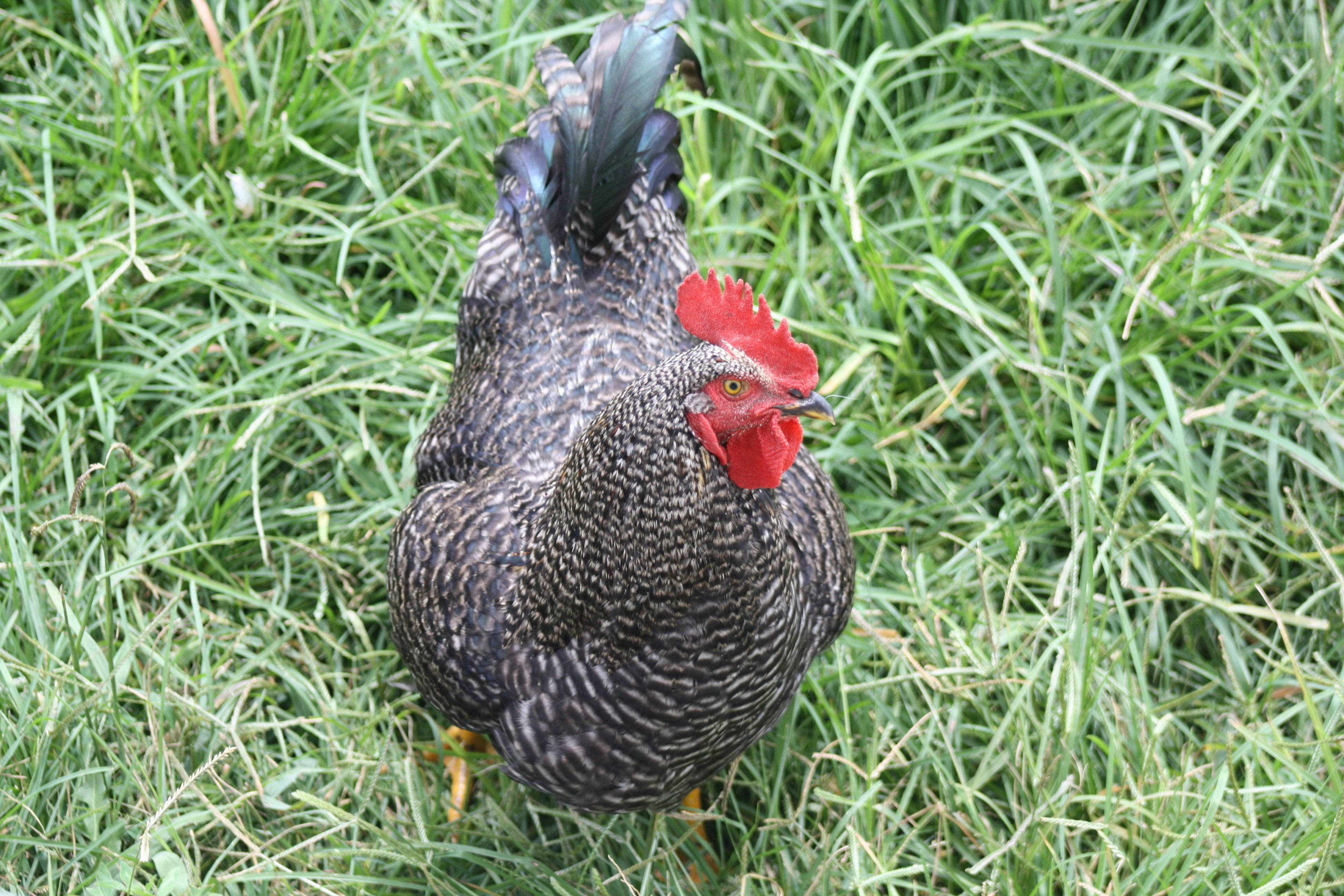 a black and red chicken standing on top of a lush green field