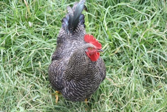 A black and white speckled rooster stands alert on lush green grass. Its bright red comb and wattles contrast with its plumage, and it appears to be looking directly ahead.
